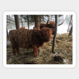 Scottish Highland Cattle Calf 1921 Sticker